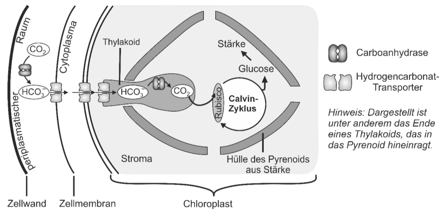 Schema des CO₂-Transports und Calvin-Zyklus im Chloroplasten eines Cyanobakteriums.